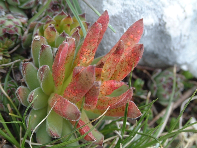 Sempervivum riccii (=Sempervivum italicum) / Semprevivo italico